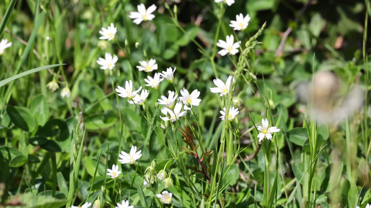 Flowering Stitchwort in its natural habitat
