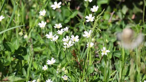 flowering stitchwort in its natural habitat