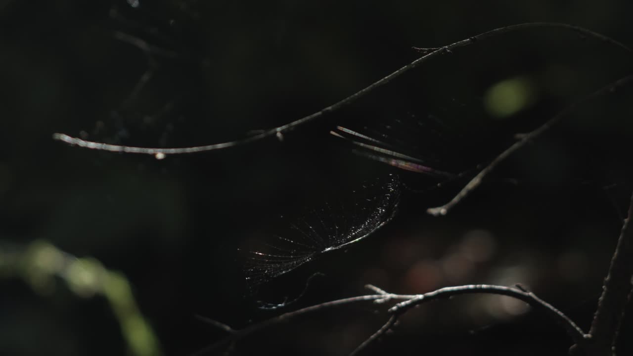 Thin spider web between tree branches sways gently in soft forest breeze with low light. Static shot