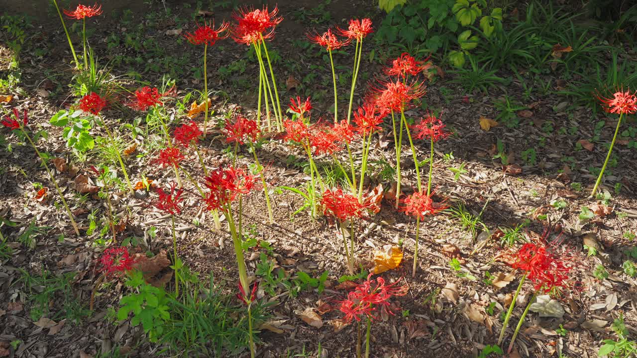 A peaceful shot of vibrant red Spider Lilies (Higanbana) blooming in dappled sunlight on a patch of forest floor
