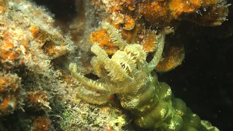 pepino de mar alimentándose de coral cerca, primer plano de brazos alimentándose