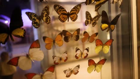 various butterflies displayed in a museum exhibit