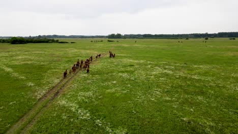 aerial view of akhal teke horses running on open pasture