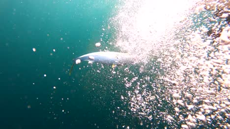 yellowtail fish caught on spoon lure rises alongside dramatic bubbles in open ocean