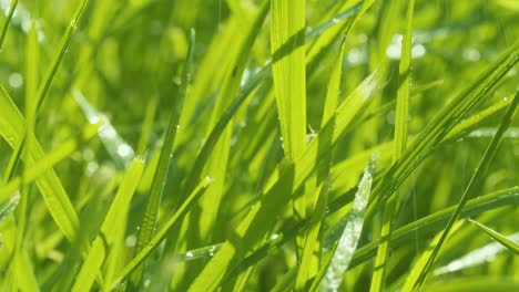 rain with sun. grass and water drops