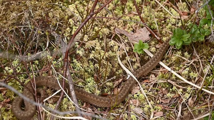 Europäische Kreuzotter kriecht langsam von der Kamera weg, handgehalten aus der Vogelperspektive.