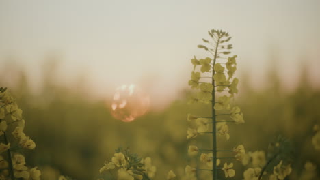 rapeseed flower against sunset