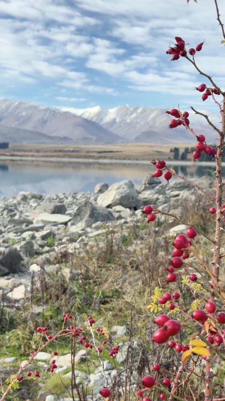 Bacche rosse in primo piano con il Lago Tekapo e le montagne sullo sfondo. La luce intensa del giorno esalta la bellezza naturale.
