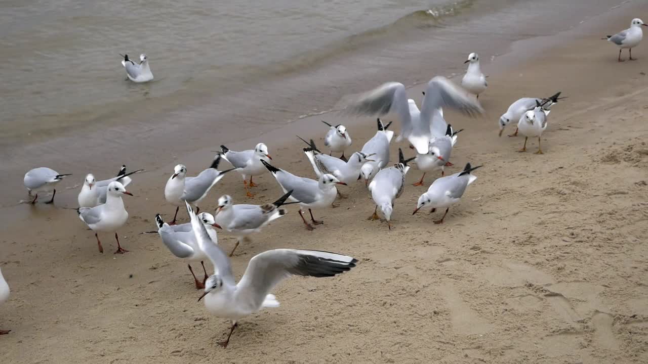 стая чаек на песчаном пляже