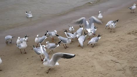 Bandada-De-Gaviotas-En-La-Playa-De-Arena