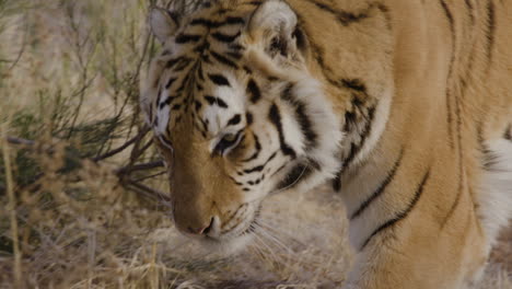 vicious tiger stalking the desert slow motion