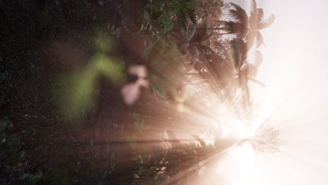 tropical green forest view with sun flare in morning