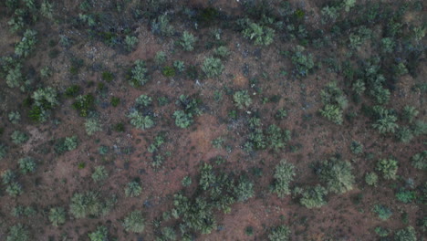 Paisaje-Desértico-Sombreado-Con-Terreno-Montañoso,-Arbustos-Silvestres-Y-Cactus