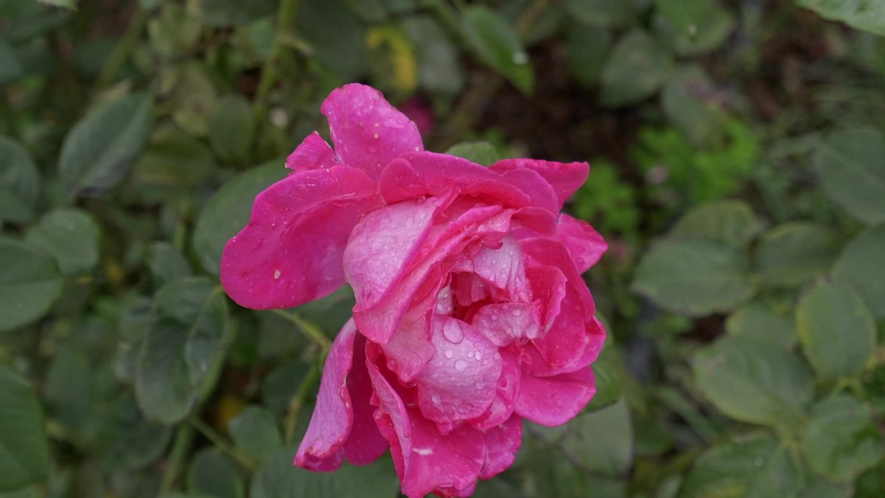 Una sola rosa rosa abierta muestra sus suaves pétalos en capas en primer plano, mientras hojas de color verde oscuro rodean la flor en un tranquilo jardín exterior.