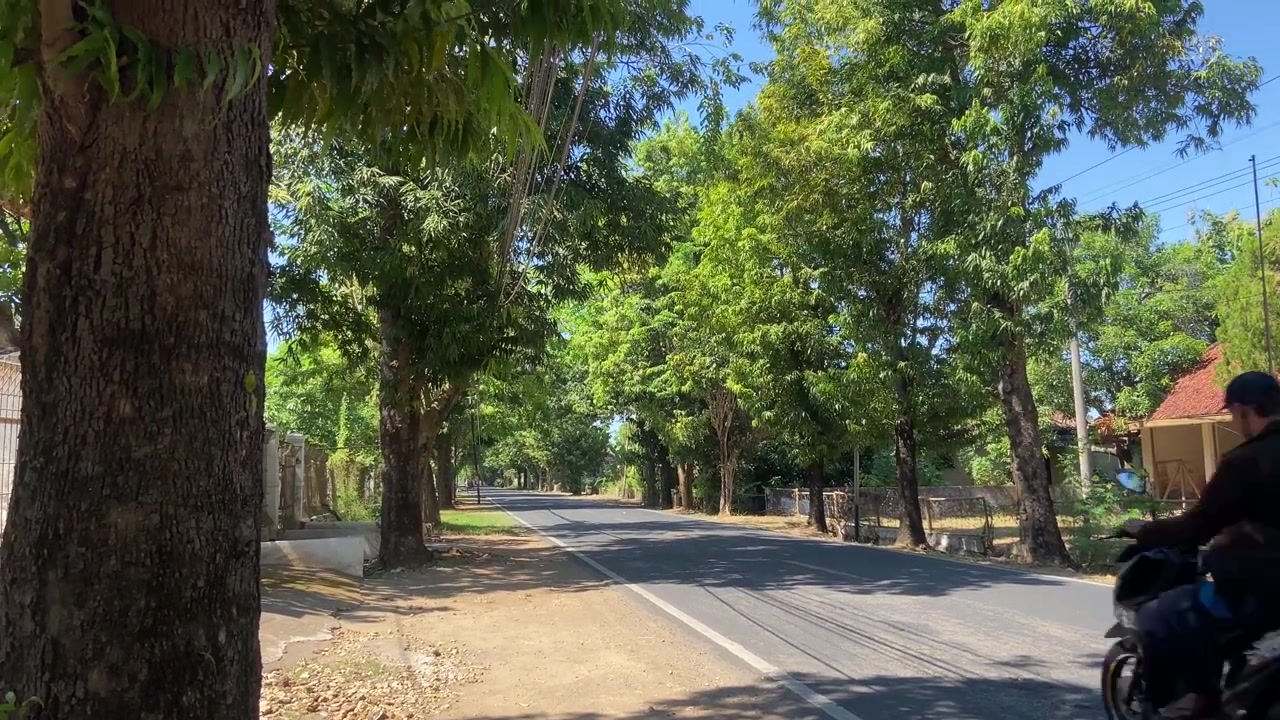 Estrada Arborizada Verde com uma Motocicleta se Afastando em um Dia Ensolarado