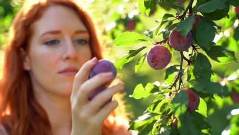 a focused harvest: a young woman gently picking ripe plums in a sunlit orchard, embracing the beauty of nature and fresh produce in a serene setting