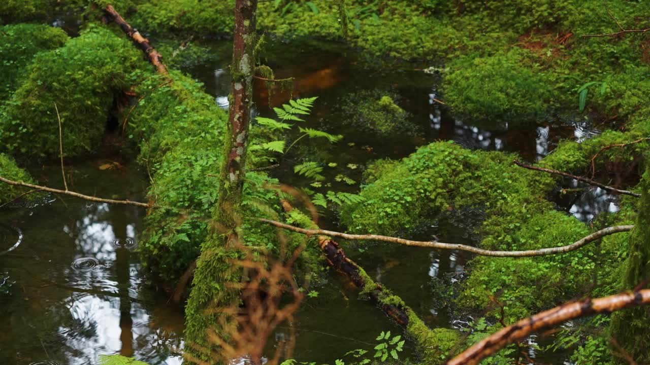 A tangle of moss-covered roots and branches above the shallow creek in the forest on a rainy day