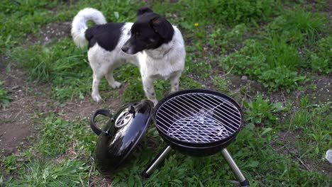 barbecue-grill-Stands-in-a-meadow-among-the-green-grass.-Picnic-in-nature.-dog-nearby