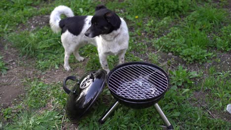 Der-Grill-Steht-Auf-Einer-Wiese-Im-Grünen-Gras.-Picknick-In-Der-Natur.-Hund-In-Der-Nähe