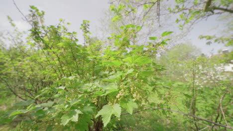 Raspberry-plant-in-spring,-no-berries