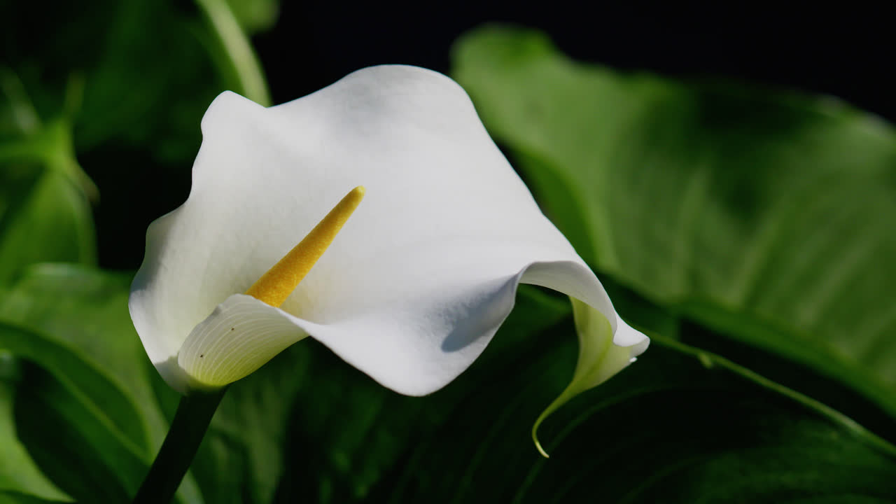 primer plano de una flor de calla lily rodeada de frondoso follaje verde