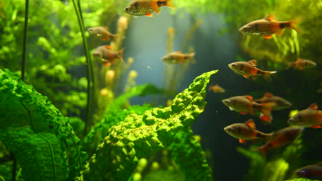 escuela de peces tropicales nadando en agua clara del acuario entre plantas de agua verde - primer plano de calidad prores