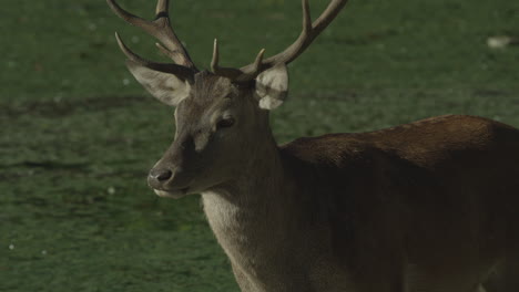 canadian wildlife - majestic deer walking along the banks of a river