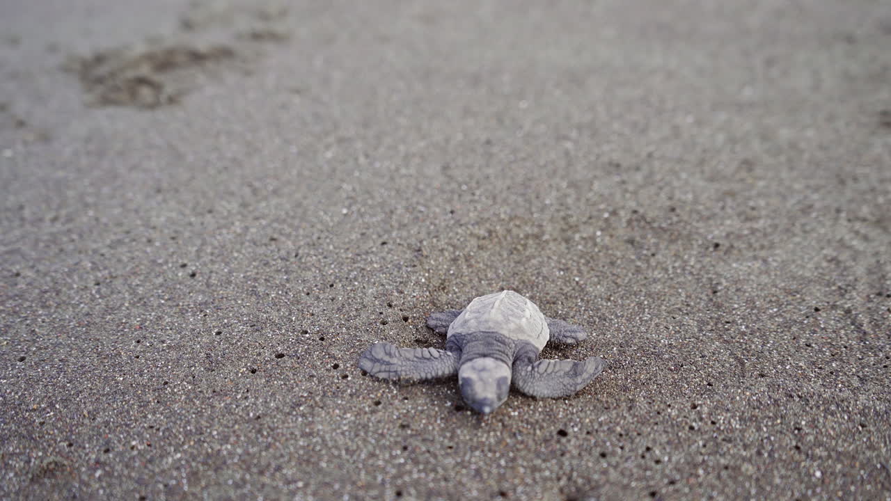 la tortuga marina olive ridley se arrastra en la playa de anidación del refugio de vida silvestre de ostional, guanacaste, costa rica