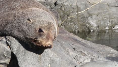 an extreme close up of a fur seal sleeping and adjusting itself on a warm rock