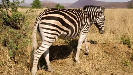 close up of zebra walking to graze