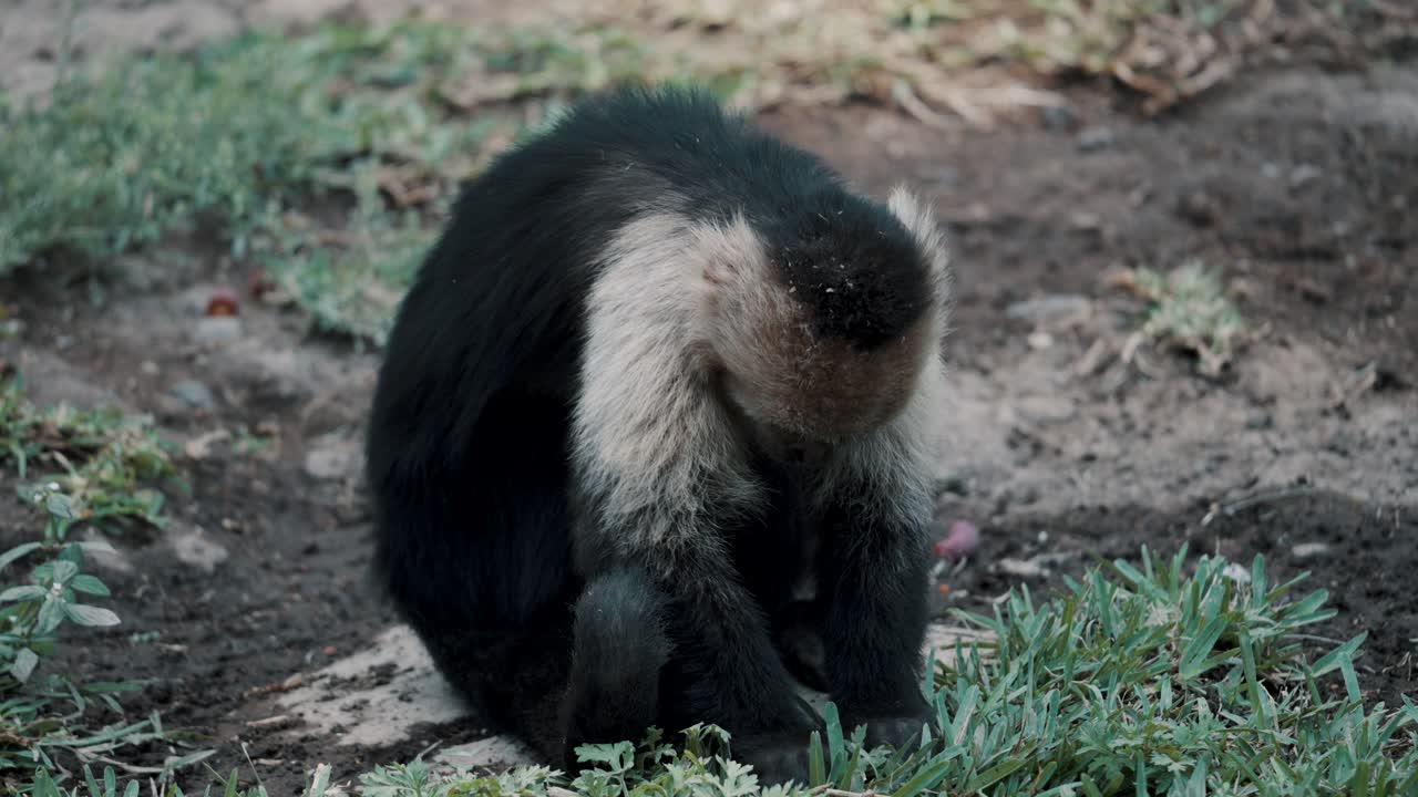 viejo mono capuchino sentado en el suelo tirando de la hierba en busca de comida