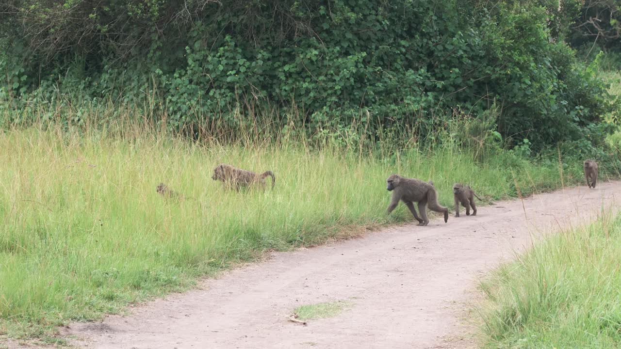 야생 바비온 가족 이 우간다 의 초원 을 가로질러 함께 이동 하고 있다
