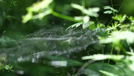 spiderweb with a spider waiting. verdun forest, lorraine, france.