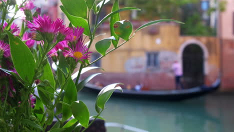 blooming flower in background during sunny day and gondolier driving gondola on canal in background