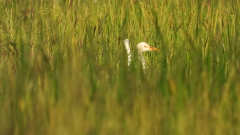 Garza-Relajándose-Sobre-La-Hierba-De-Arroz---Comida