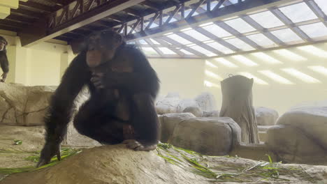 an adult chimpanzee scratches its fur while looking around for other chimpanzees