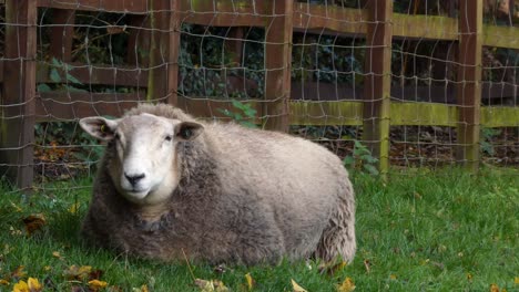 sheep sitting on grass in fenced farm paddock domesticated wildlife