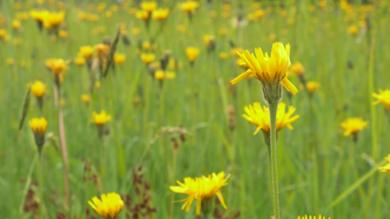 Tarassaco giallo che danza con il vento in un prato fiorito.