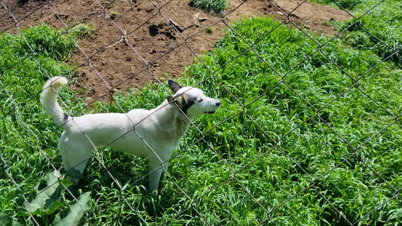 Dogs stand guard behind a fence at an agricultural building in southern Serbia, reflecting the everyday rural lifestyle and local traditions of farm protection