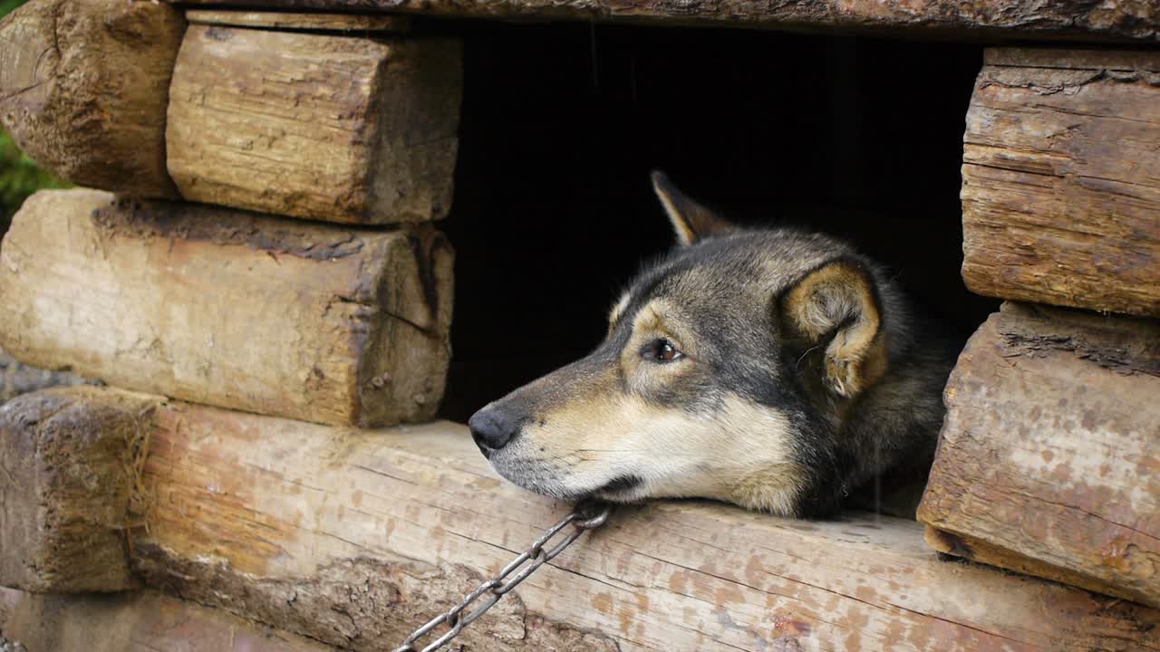 피곤한 알래스카 늑대는 비가 내리면서 나무 헛간 밖을 내다본다