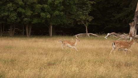 deer catching up to its herd in a peaceful meadow surrounded by lush green trees