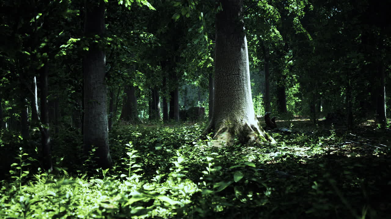temprano en la mañana con el amanecer en el bosque
