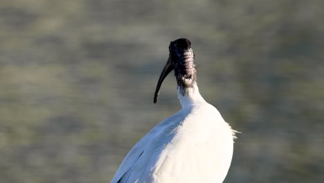 ibis bird standing near a canal