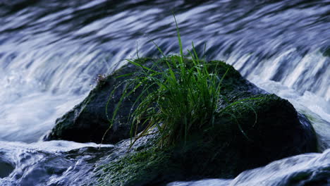 Primer-Plano-De-Una-Planta-Verde-Sobre-Una-Roca-Con-Agua-Que-Fluye-Alrededor