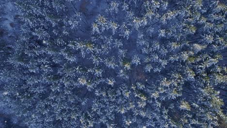 aerial view of a snowy winter forest