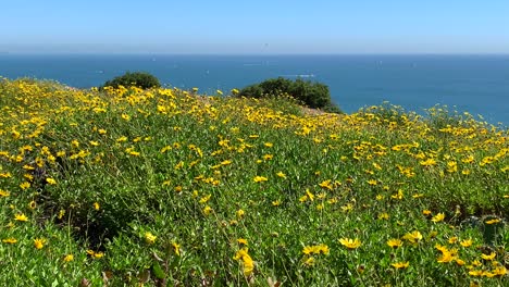 4k-60p,-Yellow-wild-flowers-blow-gentle-in-the-breeze-overlooking-the-ocean-perched-on-a-cliff-on-a-summer-day