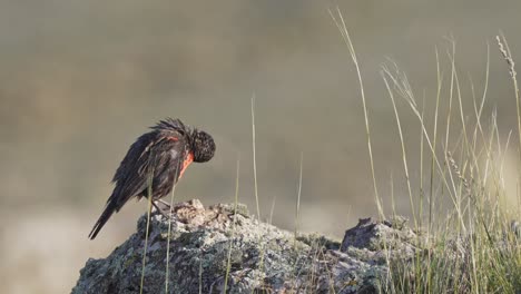 Long-tailed-Meadowlark-on-a-rock,-looking-around-and-cleaning-its-wing