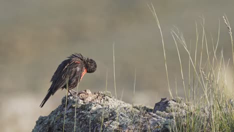 long-tailed meadowlark on a rock, looking around and cleaning its wing