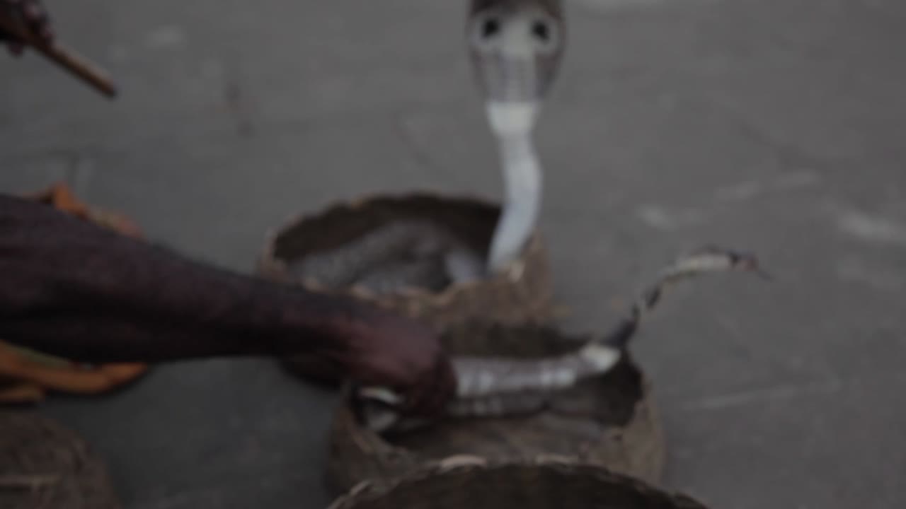 Crop snake charmer hiding snack in basket