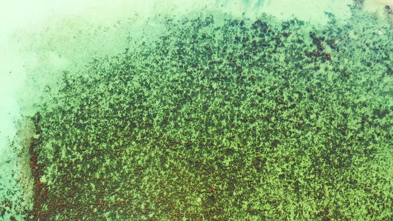 산호 백화와 지구 온난화